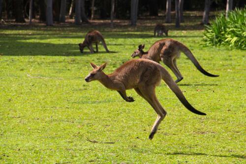 Animali in Australia, specie incredibili