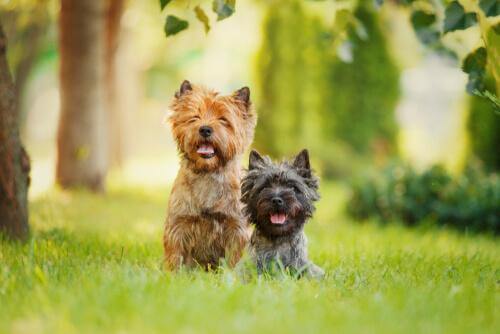4 malattie e problemi di salute comuni nei cani di piccola taglia