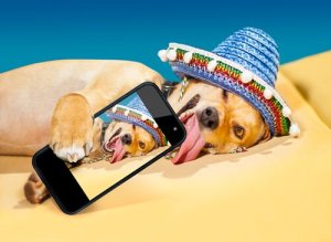 Come far diventare famoso il vostro cane su Instagram