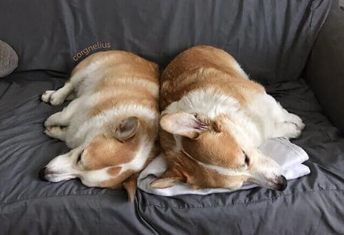 Cani teneri su Instagram