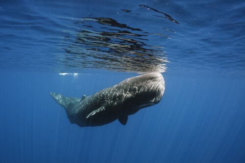 Il capodoglio tra cetacei del Mediterraneo