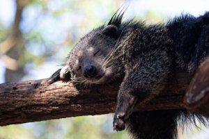 Scopriamo le caratteristiche del binturong