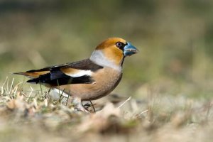 Tutte le caratteristiche del frosone comune