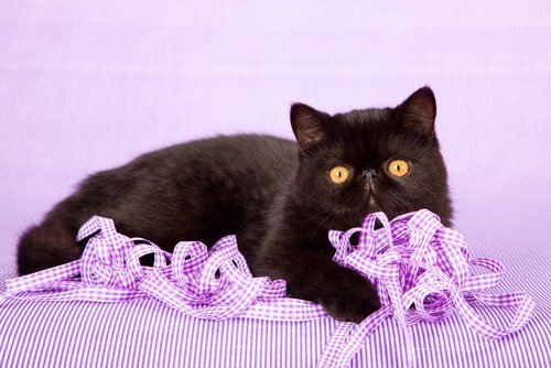 Caratteristiche del gatto esotico