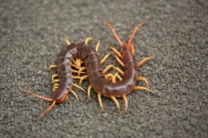 Tutte le caratteristiche del millepiedi