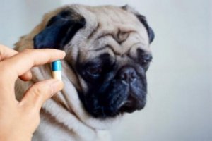 Si possono dare gli antibiotici agli animali?