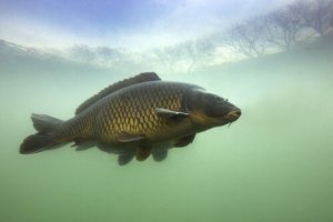La carpa: un pesce d'acqua dolce