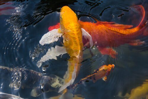 Carpa koi
