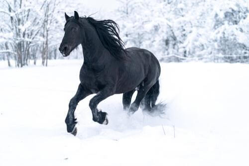 Cavallo nero che corre nella neve 
