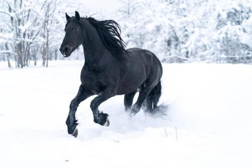 Cavallo nero che corre nella neve