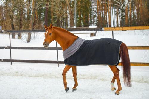 Cavallo con coperta sulla neve 