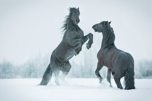 Cavalli sulla neve