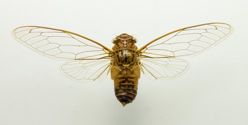 Cicala su sfondo bianco