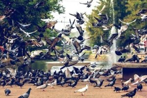 Le malattie trasmesse dai piccioni