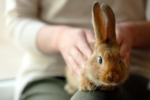 Consigli per adottare un coniglio come animale domestico