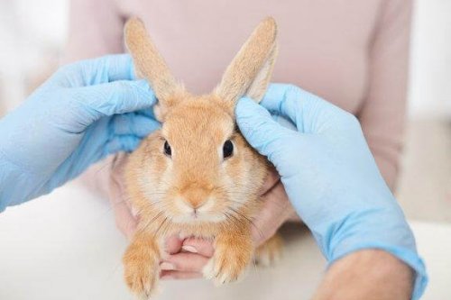 Trattamento per i conigli che hanno le pulci