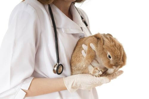 Coniglio in braccio al veterinario 