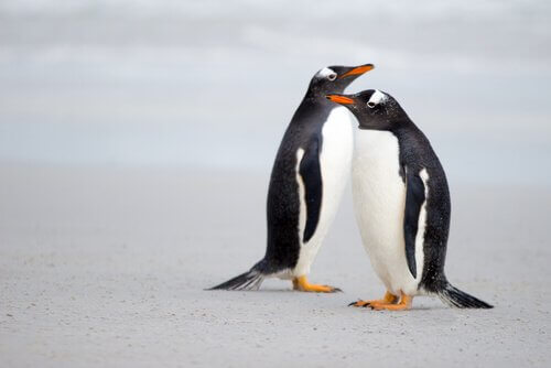 Pratiche di corteggiamento animale dei pinguini
