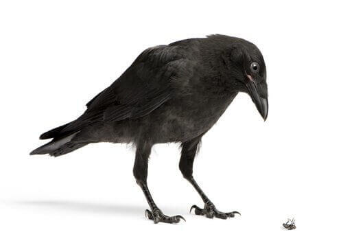 corvi attrezzi