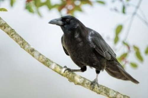 Secondo recenti scoperte, l'intelligenza dei corvi è straordinaria