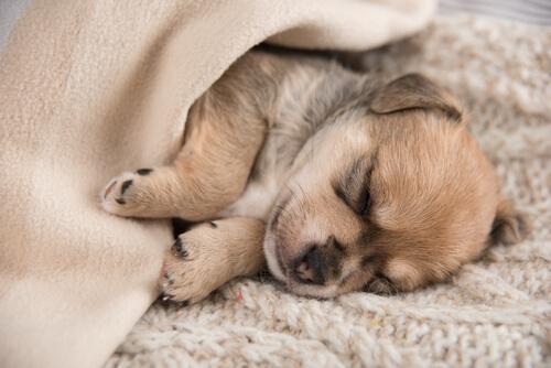 Cucciolo che dorme sotto la coperta 