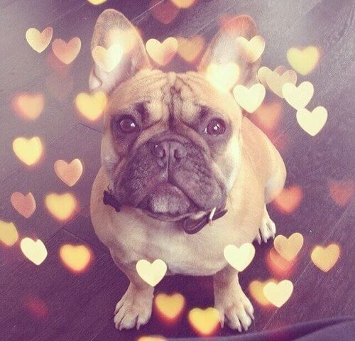 Cane cuoricini instagram