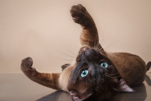 Cure del gatto tonkinese