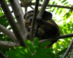 Un primo esemplare di cusco orsino di Sulawesi nascerà in cattività