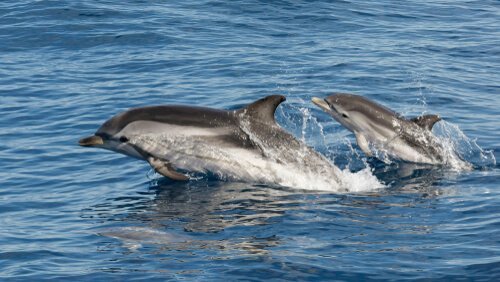 Mamma e cucciolo di delfino