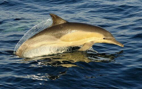Delfino del mediterraneo
