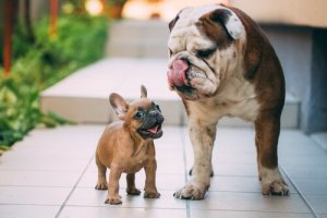 Differenze tra bulldog francese e bulldog inglese