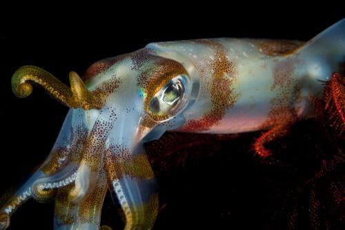 Le differenze tra il calamaro e la seppia