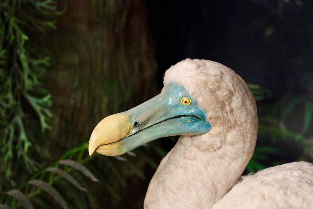Rappresentazione dodo