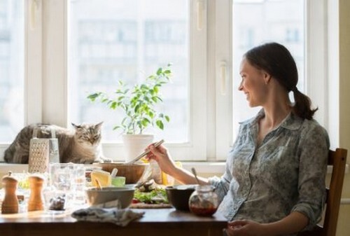 Le migliori ricette per i gatti più esigenti