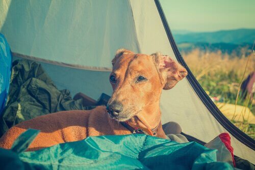 cane in tenda
