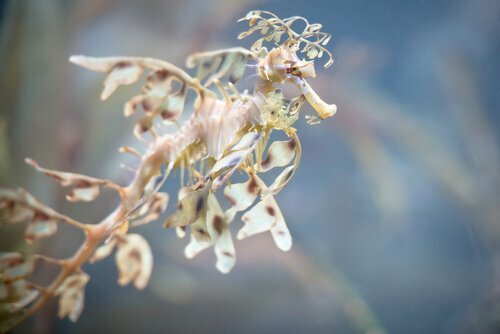 Drago marino fogliaceo