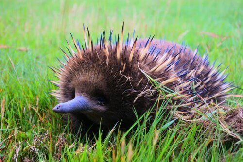 Alimentazione echidna