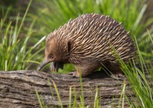 Echidna: informazioni utili su questa specie