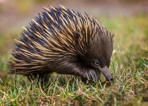 Uova echidna