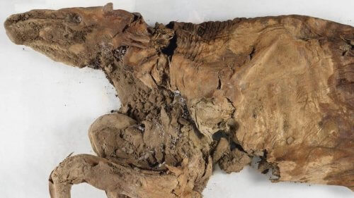 Esemplare di renna mummificata