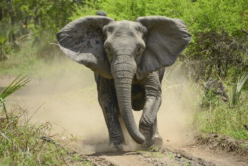 Elefante corre