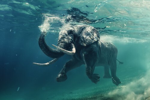 Elefante che nuota