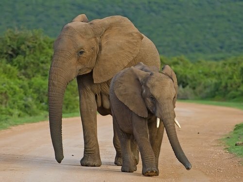 Elefanti nel Parco Nazionale