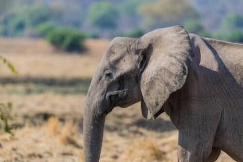 Perché ci sono sempre più elefanti senza zanne?