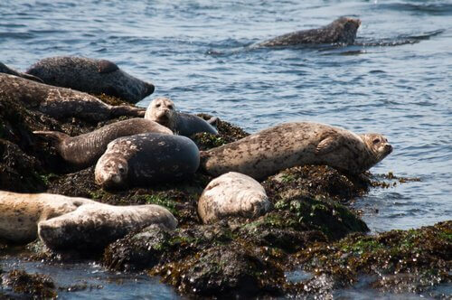 Diverse foche riposano
