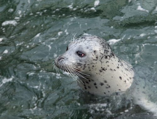 La foca in acqua