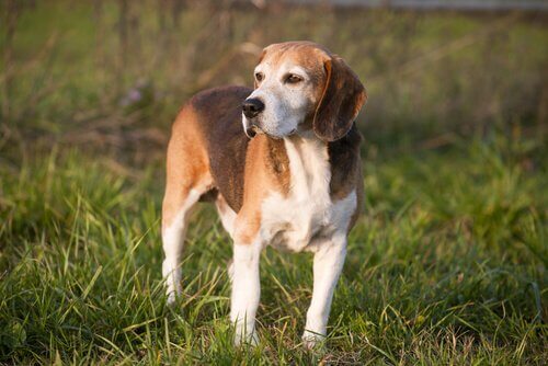 Foxhound inglese