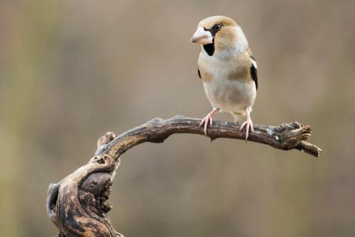 Frosone comune su ramo