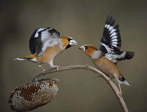 Due esemplari di frosone comune