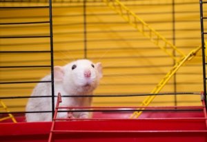 La gabbia perfetta per il vostro topo